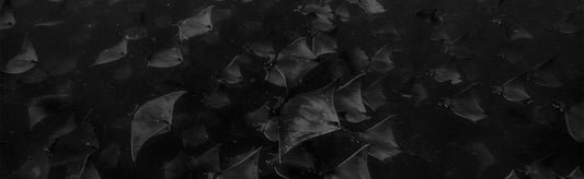 CHRONOS LIMITED EDITION